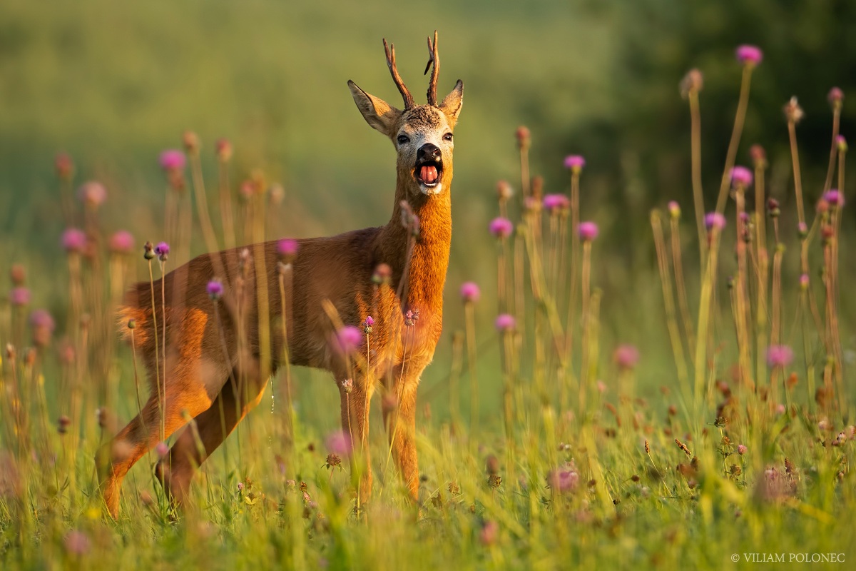 Bäääu!